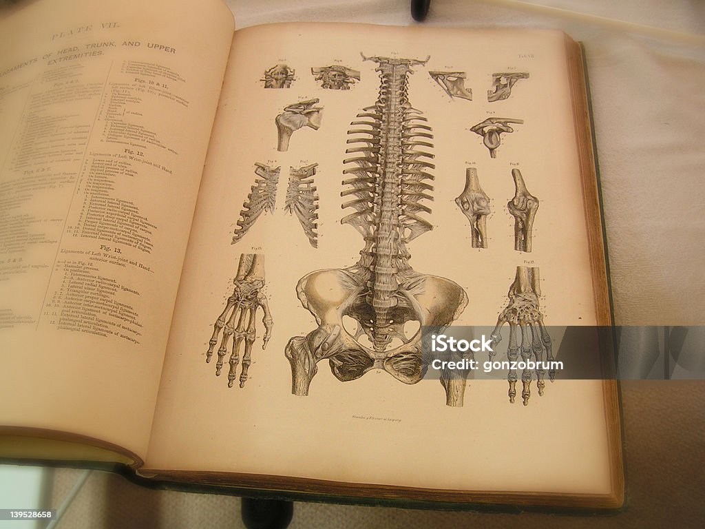 Anatomia Reserve - Foto de stock de Anatomia royalty-free