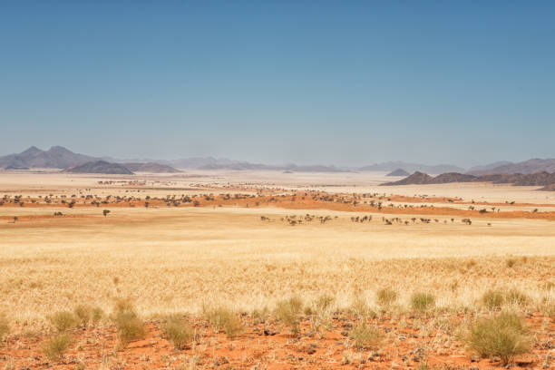 Desert landscape in the Namib Rand Nature Reserve, Namibia stock photo