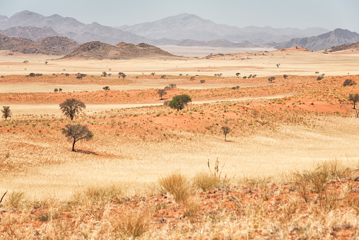 Landscape with the Calotropis procera plant aka Sodom apple or stabragh or rubber bush at Adrar, Sahara, Mauritania
