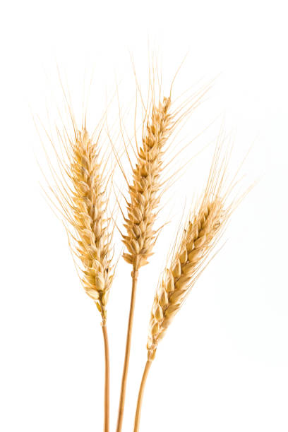 istock ripe wheat ears isolated on white background. 1395287599