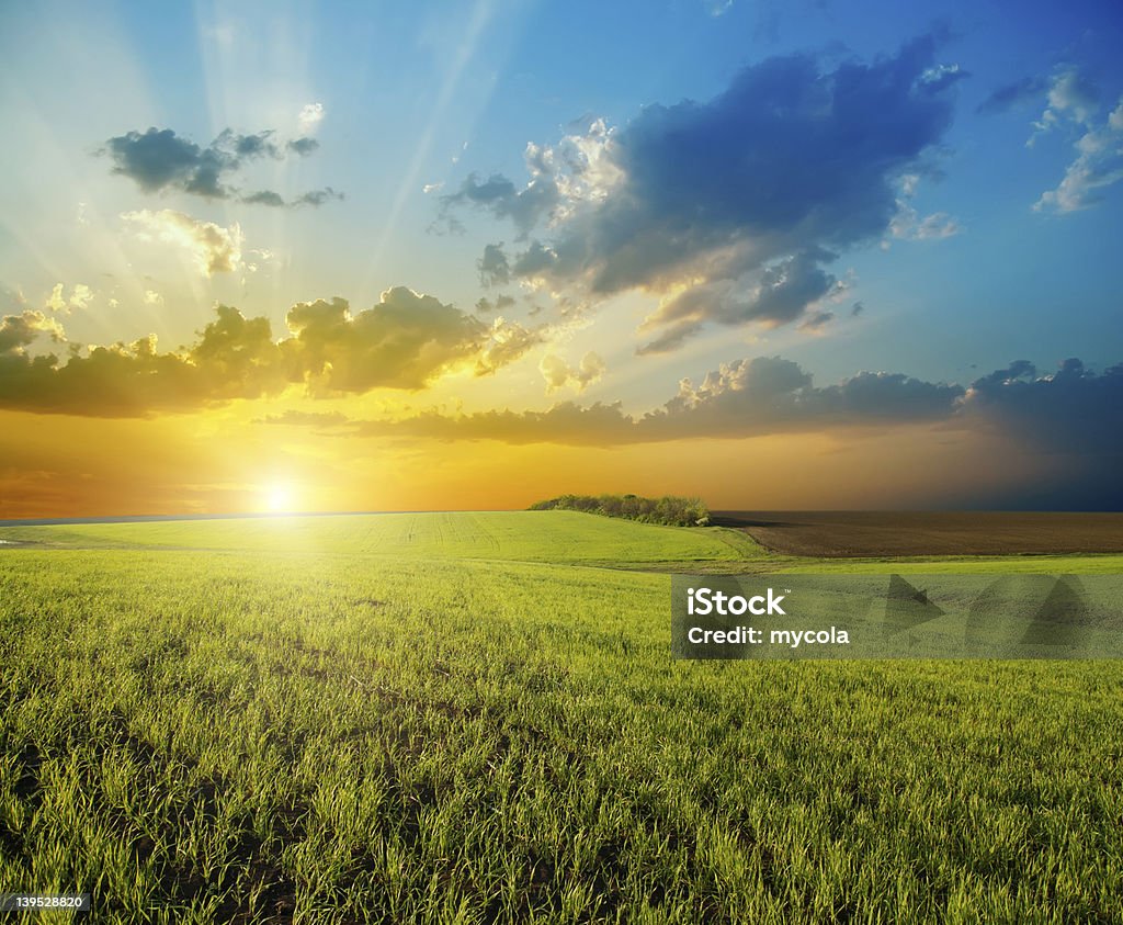 Sunset over expansive green field sunset over agricultural green field Agricultural Field Stock Photo