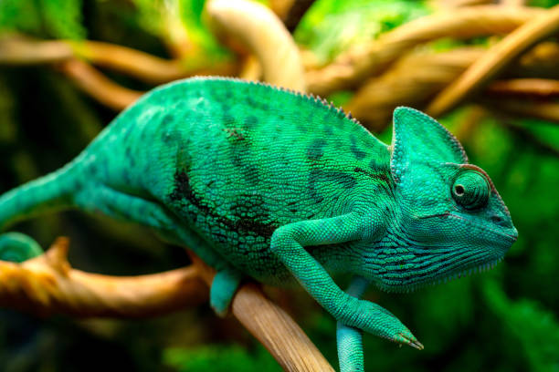 istock Green chameleon in the terrarium. 1395288414