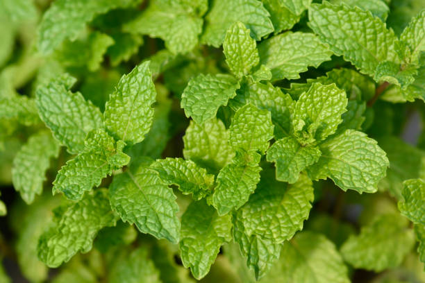 bowles menta - mentha rotundifolia foto e immagini stock