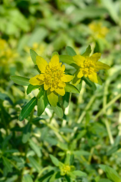 istock Cushion spurge 1395289087