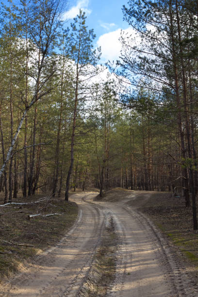 istock ground road in a forest 1395289292