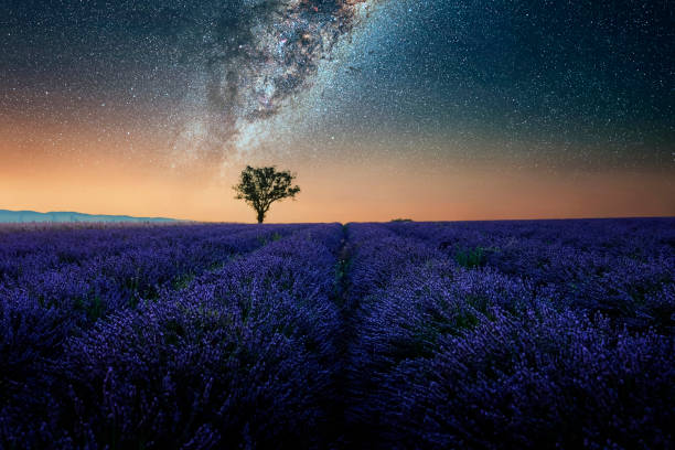 istock Beautiful purple lavender field 1395289921