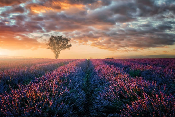 Lavender field in Provence, France