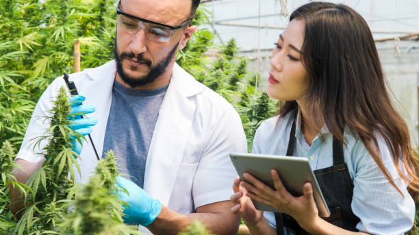 professional researchers are checking plants and doing quality control of legally grown cannabis plants for medicinal purposes in large greenhouses. - white indian hemp imagens e fotografias de stock