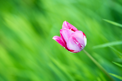 Blooming tulip field in spring. Beauty of nature