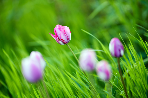 Spring background with tulip growing in garden