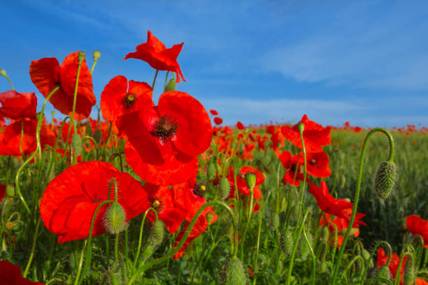 istock red poppies on a blue sky background 1395291138