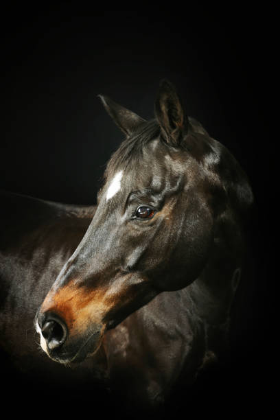 istock horse head on black 1395292198