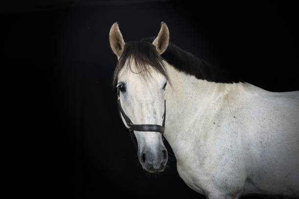 istock horse head on black 1395292216
