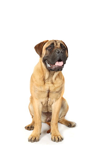 young bullmastiff isolated on white background