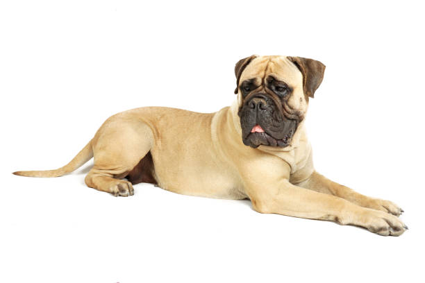 lying big dog big guard dog bullmastiff lying isolated on white mastiff stock pictures, royalty-free photos & images