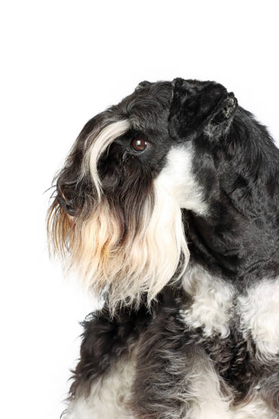 istock miniature schnauzer dog on white background 1395292915