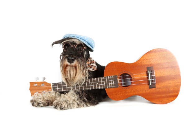 istock funny guitarist dog 1395292959