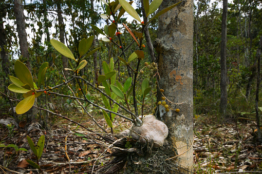 Ant plants, Hydnophytum formicarium and  Dischidia nummularia, Bako National Park, Sarawak, Borneo