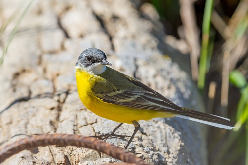 Western yellow wagtail (Motacilla flava), on trunk resting, nature concept.