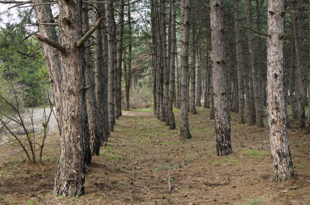 Forest. A row of pine tree trunks in a coniferous forest