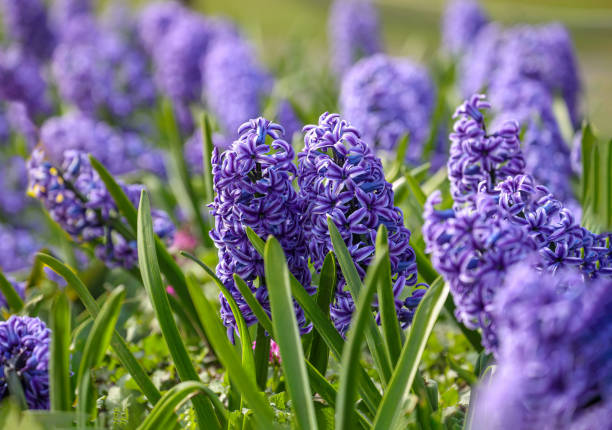 istock Flowers of common hyacinth blooming in the spring. 1395296495