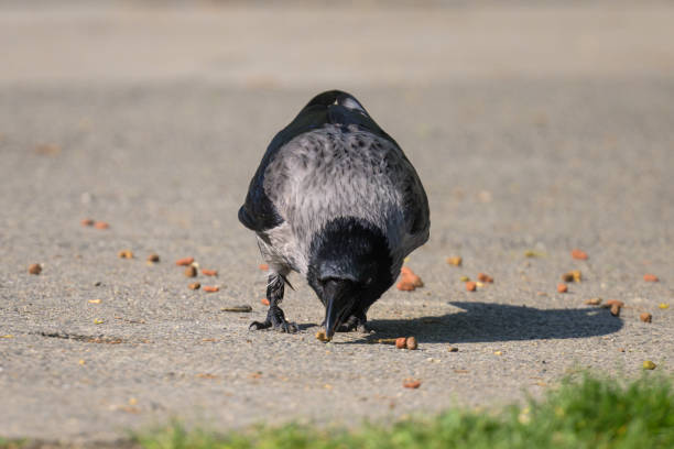 istock A carrion crow picking up food on a sunny day in spring 1395297077
