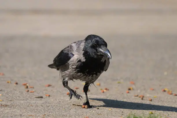 Photo of A carrion crow picking up food on a sunny day in spring