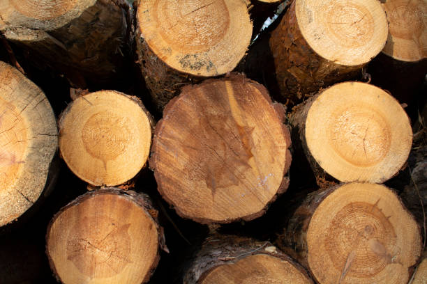 istock Tree trunks as a background for further graphic works. 1395297260