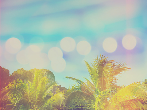 Coconut tree leaves and blue sky at summer beach background with soft style and vintage filter effect.