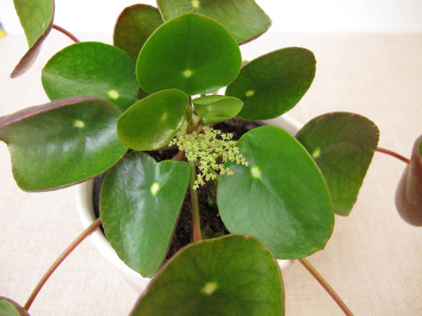 Flowering Pancake plant with flower, Pilea peperomioides stock photo