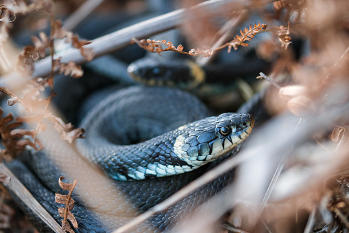 A close-up of two endangered snakes.