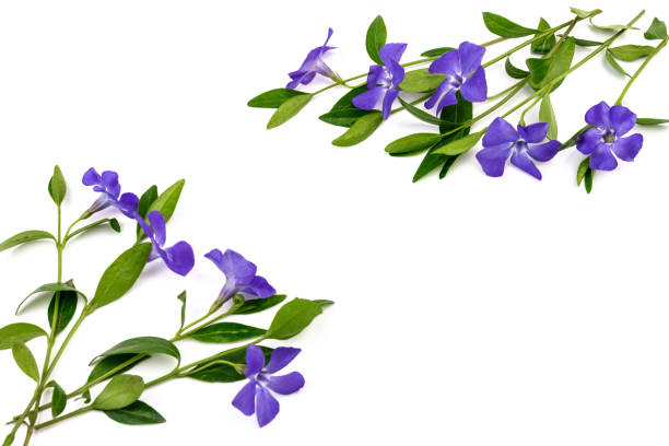 istock Blue periwinkles isolated on white background. Spring flowers. 1395302272