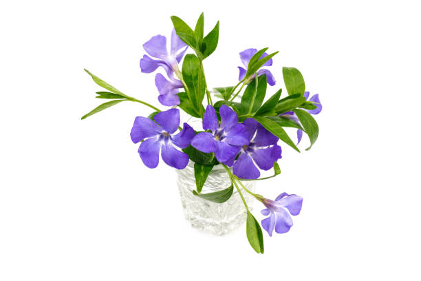 Vintage bouquet of periwinkle flowers outdoors on grunge wooden table against green blurred natural background