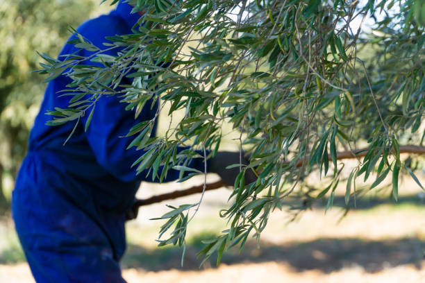 istock Olive branches in the foreground with an unrecognizable worker in the background. 1395303070