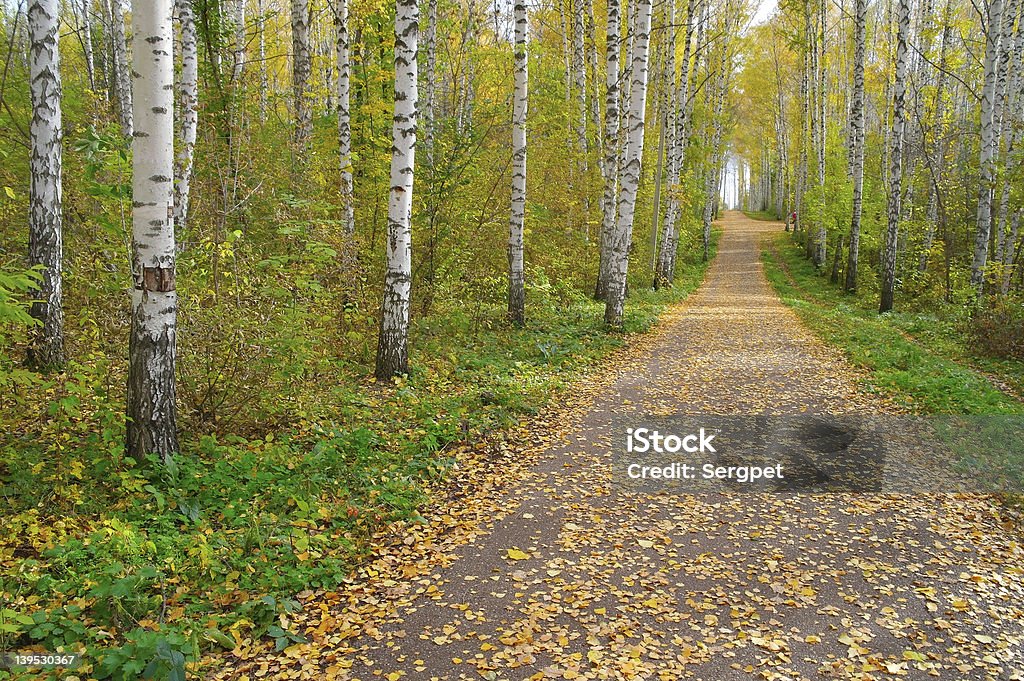 Pfad in Herbstliche birch grove - Lizenzfrei Ast - Pflanzenbestandteil Stock-Foto