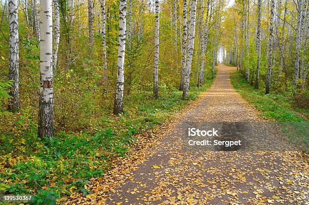 Photo libre de droit de Chemin Dans La Forêt De Bouleaux Automne banque d'images et plus d'images libres de droit de Arbre - Arbre, Arbre à feuilles caduques, Automne