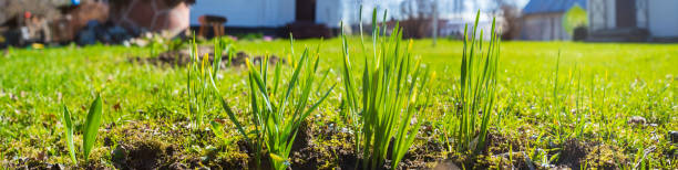 sprossen von junger gerste oder weizen, die gerade im boden gekeimt sind - barley grass seedling green stock-fotos und bilder