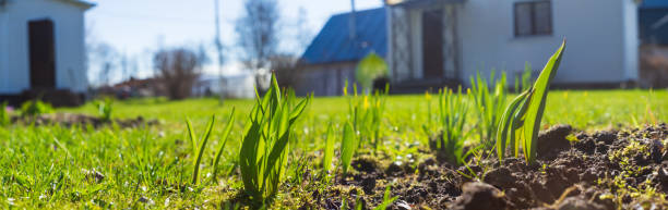 sprossen von junger gerste oder weizen, die gerade im boden gekeimt sind - barley grass seedling green stock-fotos und bilder