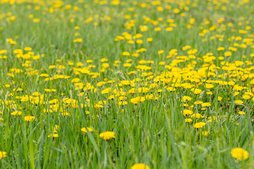 Yellow dandelions. Bright flowers dandelions on background of green spring meadows.