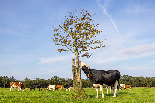 Cow scrapes her chin against tree trunk due to itching, in a meadow with one tree in a landscape a cow scratch itch, flexibele tickles, stretching her neck, blue sky