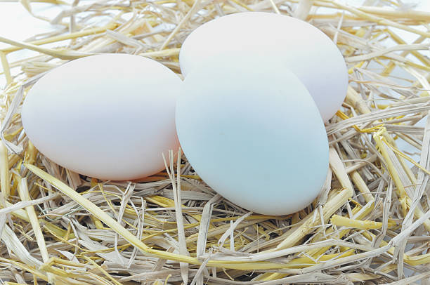 Three Eggs stock photo