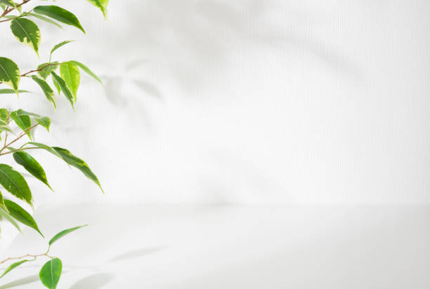 Empty table top and olive leaves on white wall background Empty table top and olive leaves on white wall background spa room stock pictures, royalty-free photos & images