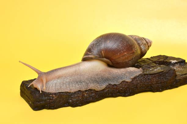 grande lumaca - snail escargot animal speed foto e immagini stock