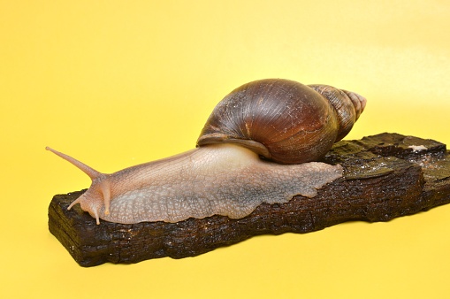big snail