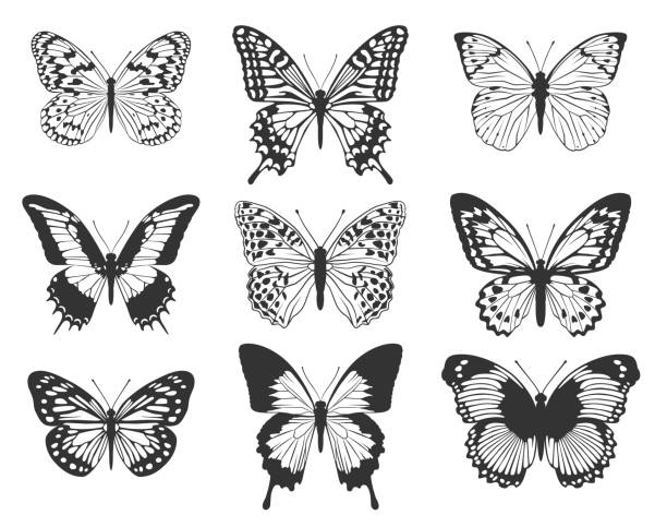 illustrations, cliparts, dessins animés et icônes de silhouette de papillons noirs. un ensemble de papillons. - papillon