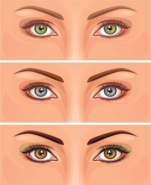 Ilustraciones De Sombras De Ojos Marrones Vectores Libres de Derechos - iStock Ilustraciones De Sombras De Ojos Marrones Vectores Libres de Derechos - iStock