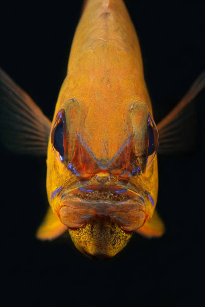 istock Apogon aureus  with his eggs in the mouth 1395307690