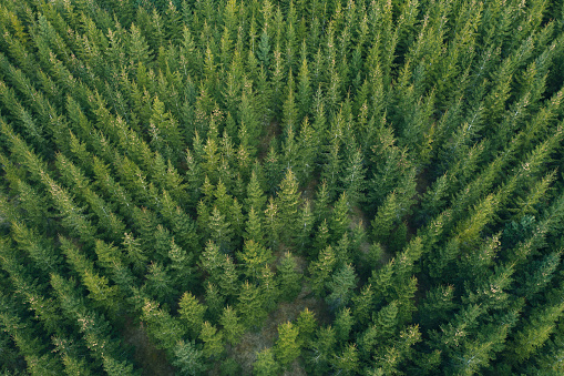 A field with a spruce tree plantation viewed from above.