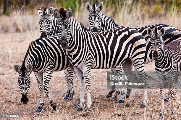 Foto de Zebras No Parque Nacional De Kruger e mais fotos de stock de Animais de Safári - Animais de Safári, Animal, Animal selvagem