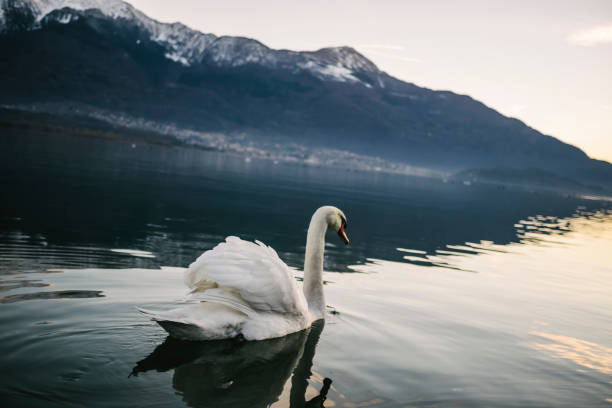 istock Swan swimming in the lake 1395308935